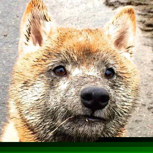 开云APP-巴尔韦德关键进球定乾坤，塞内加尔元素与马赛的欧冠之夜